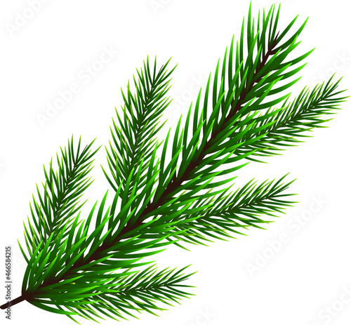 Green Christmas tree branch on a white background. Vector illustration