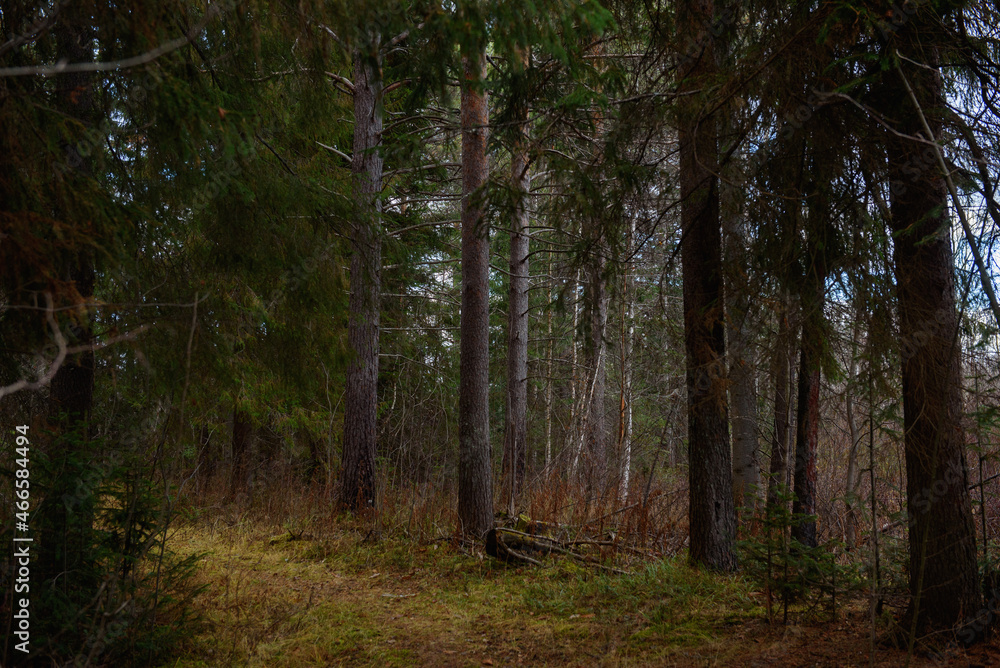 Obraz premium The forest is waiting for winter.