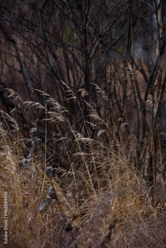 Wallpaper Mural Field dried grass in late autumn Torontodigital.ca
