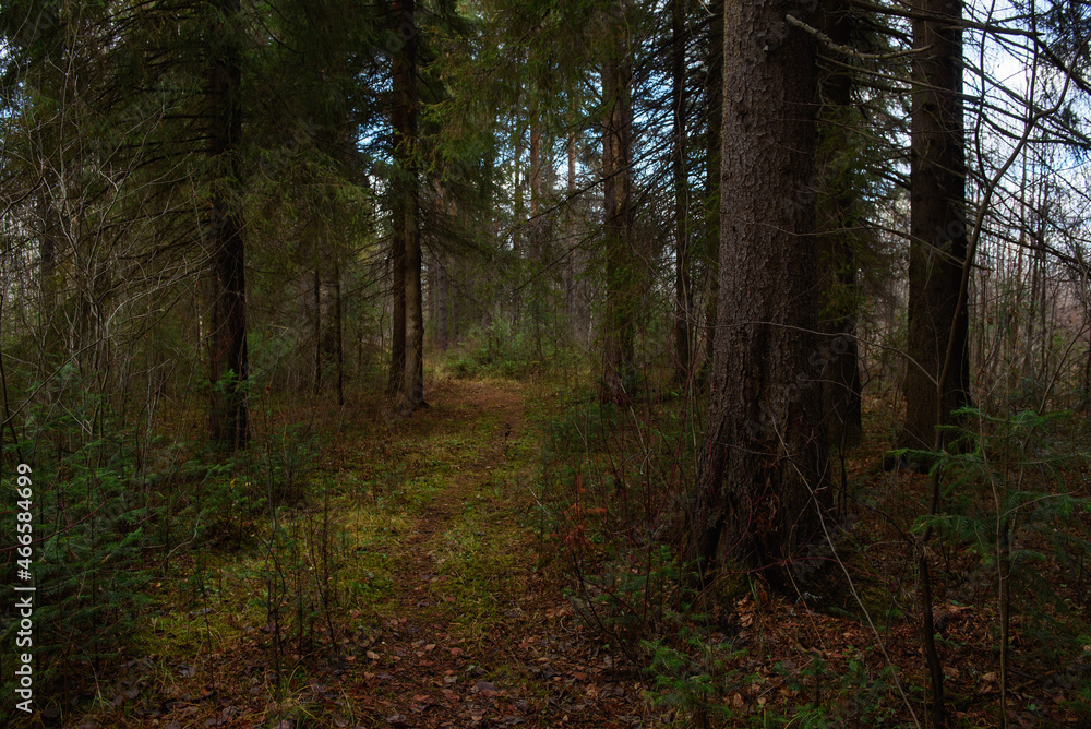 The forest is waiting for winter. The forest is waiting for winter.
