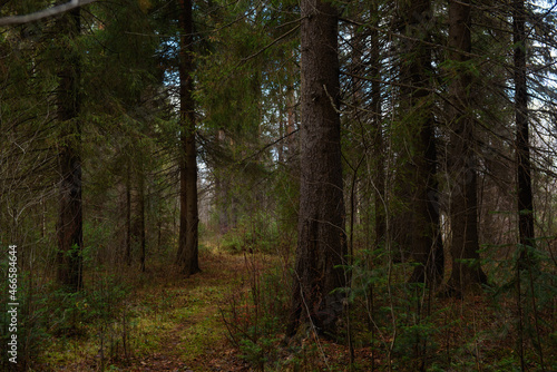 The forest is waiting for winter.