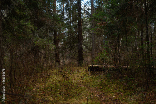 An old broken spruce tree in the autumn forest