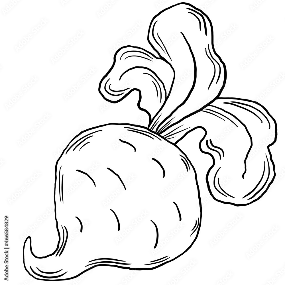 Vegetable sketch ink illustration. Set of hand drawn ink sketch beet. Organic eco food. Fresh whole vegetable. Vegetable sketch ink illustration. Set of hand drawn ink sketch beet. Organic eco food. Fresh whole vegetable.