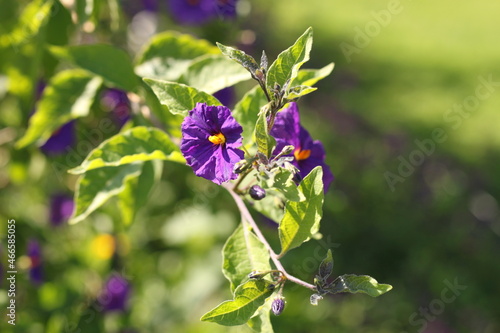 Wallpaper Mural Blume Torontodigital.ca