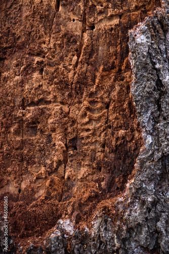 Wallpaper Mural Close up of an old pine bark eaten by insects Torontodigital.ca