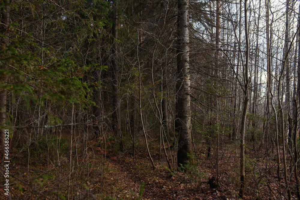 Naklejka premium The forest is waiting for winter.