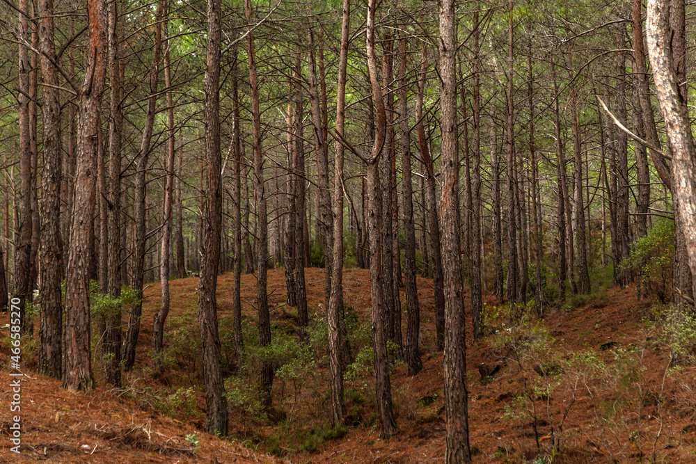 Naklejka premium Adrasan Bay and Suluada in the blue and green of the Mediterranean