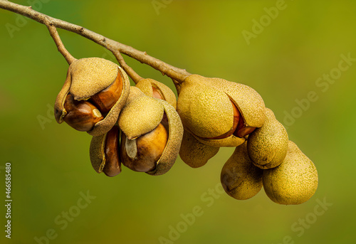 Bilde på lerret Seed pods of a red buckeye tree (Aesculus pavia)