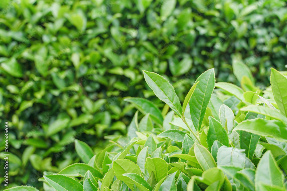 Fresh leaves of tea trees grow on green hills plantations. Rural asian countryside Fresh leaves of tea trees grow on green hills plantations. Rural asian countryside