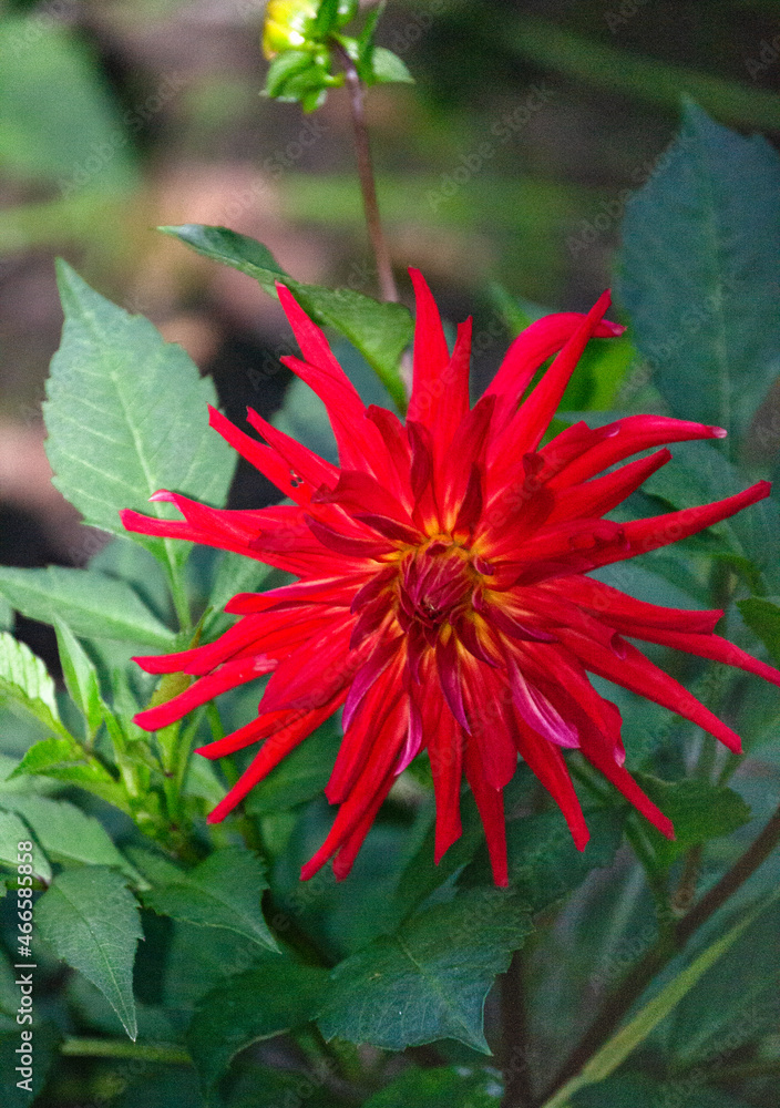 A snapshot of a beautiful red dahlia flower in the village garden. A snapshot of a beautiful red dahlia flower in the village garden.