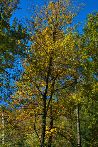 Fall Yellow Colorful fall colors on the trees of North Carolina