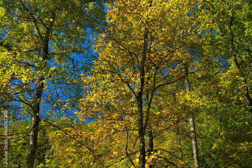 Fototapeta Naklejka Na Ścianę i Meble -  Fall Yellow Colorful fall colors on the trees of North Carolina