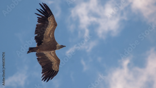 Eagle flying in a blue sky with his wide wings