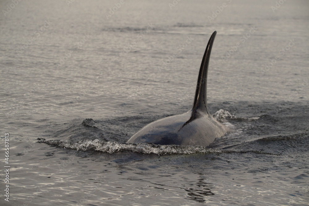 Naklejka premium orca in the sea