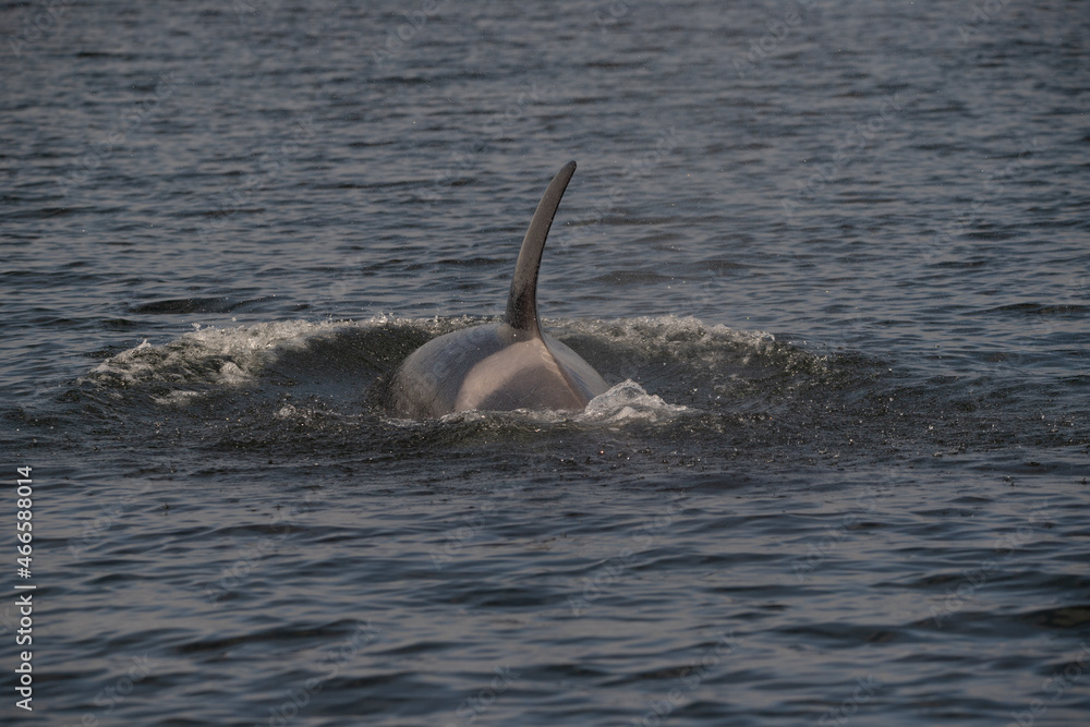 Fototapeta premium orca in the sea