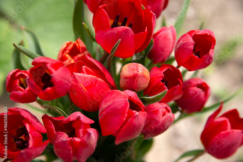 Close up bouquet of beautiful red tulips.