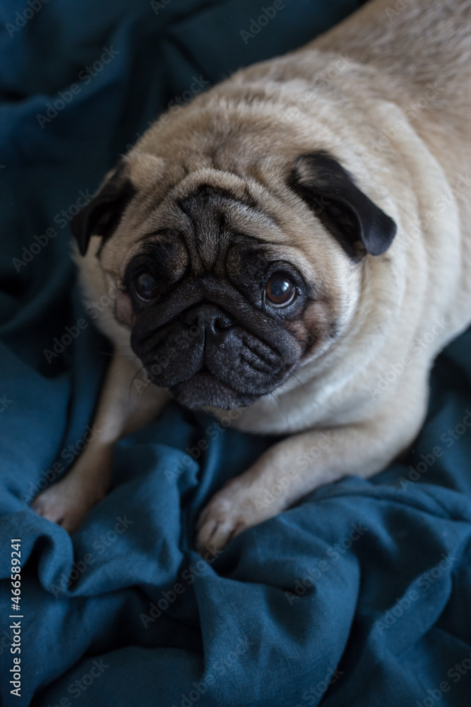 the pug dog lies on the emerald-colored linen bedding