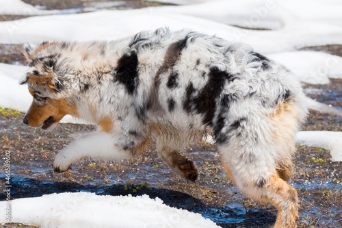 blue merle Australian shepherd dog runs on snow in Trentino Alto Adige in Italy