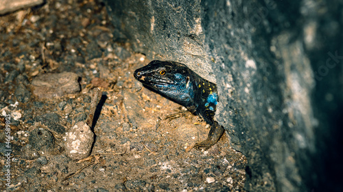 Die Kanarische Eidechse ein Tierporträt.