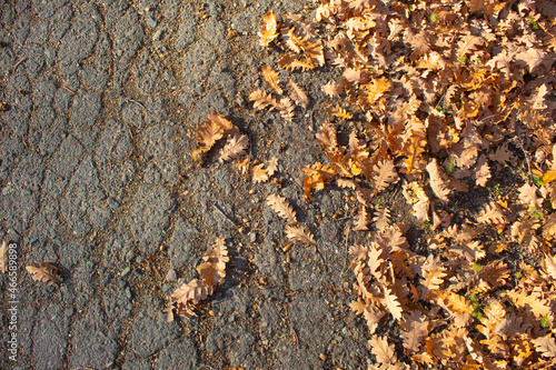 Leaves on a country road. Autumn natural concept. © Bojan