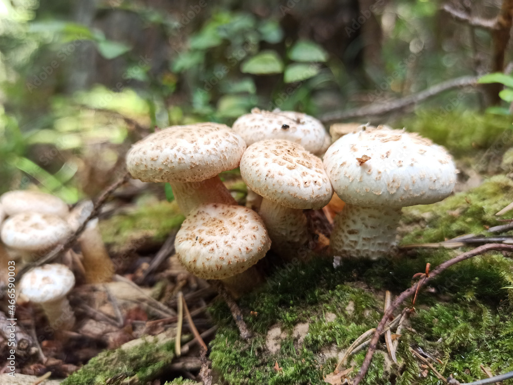 White small mushrooms close up in the forest White small mushrooms close up in the forest