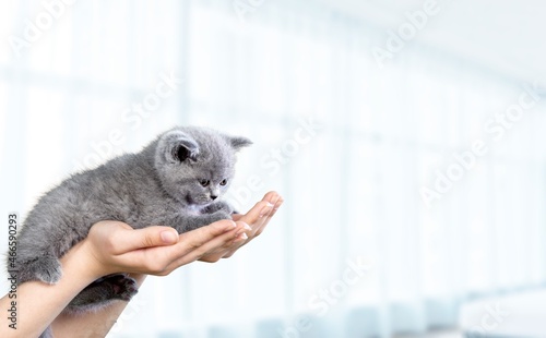 Kitten vet examining. Domestic cat in doctor hands