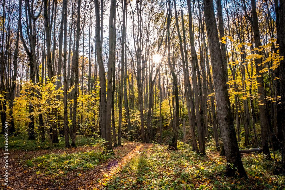 Obraz premium Sunny autumn day. Autumn Park. Orange foliage of trees and park paths. Natural autumn landscape