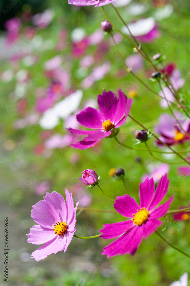 Pink cosmos flowers close up on flowers background Pink cosmos flowers close up on flowers background