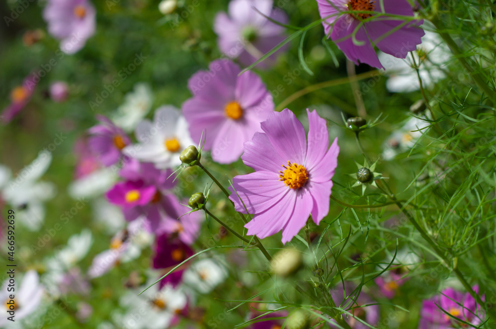 Fototapeta premium Pink cosmos flowers close up on flowers background