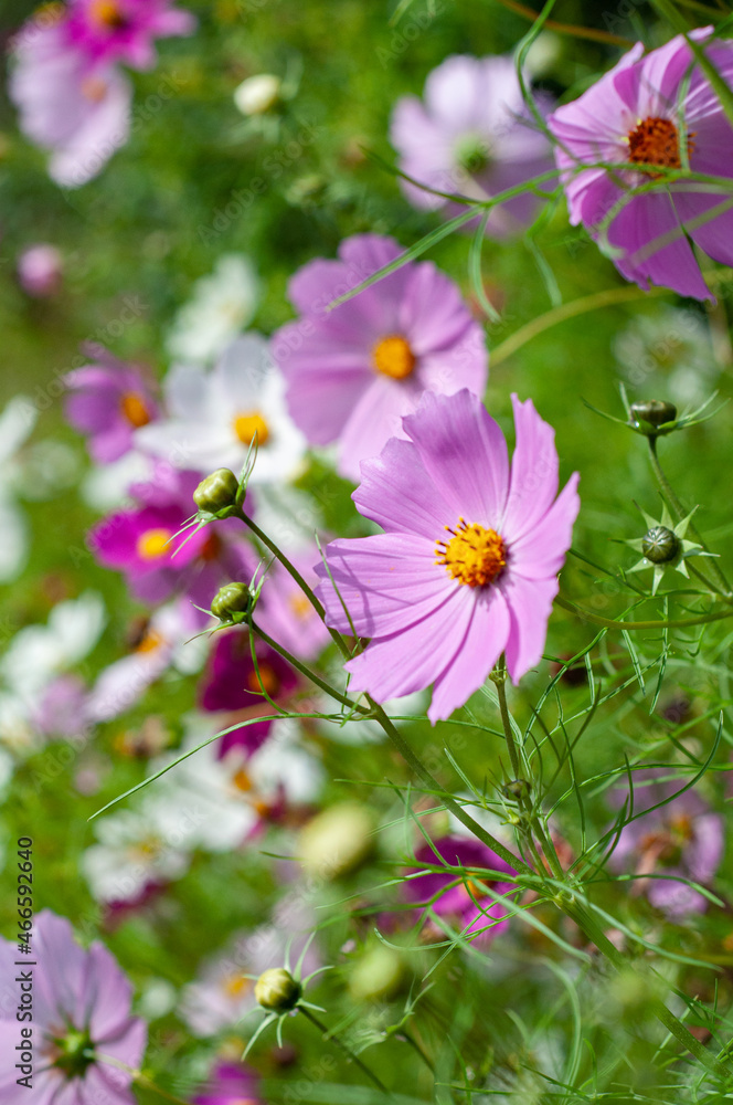 Pink cosmos flowers close up on flowers background Pink cosmos flowers close up on flowers background