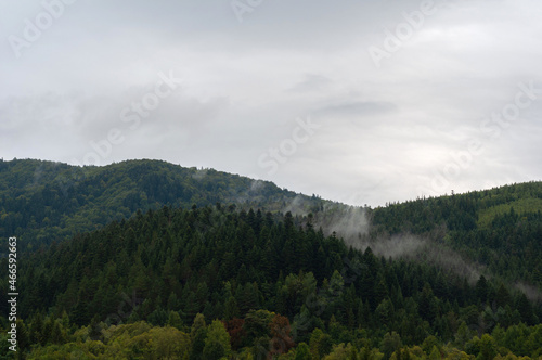 Panorama mountain range sprouted by coniferous forest  fog rising above trees  nature outdoors  Carpathians Ukraine.