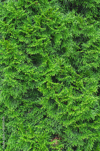 Cypress branches close up  textured background