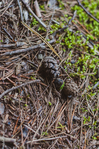 Pine cone among fallen pine needles close up