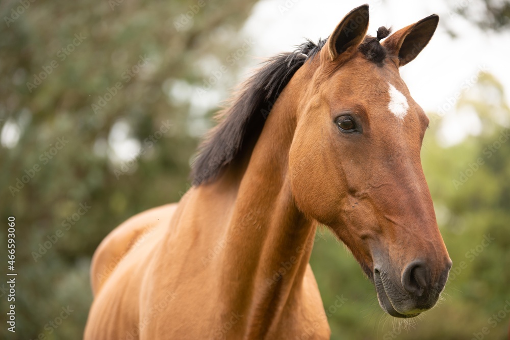 Fototapeta premium brown horse portrait