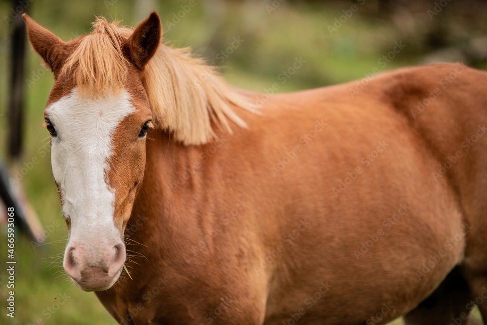 portrait of a horse in the field portrait of a horse in the field
