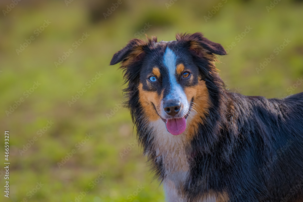 2021-11-01 CLOSE UP OF A AUSTRALIAN SHEPARD WITH A BROWN AND WHITE EYE WITH A BLURRY BACKGROUND