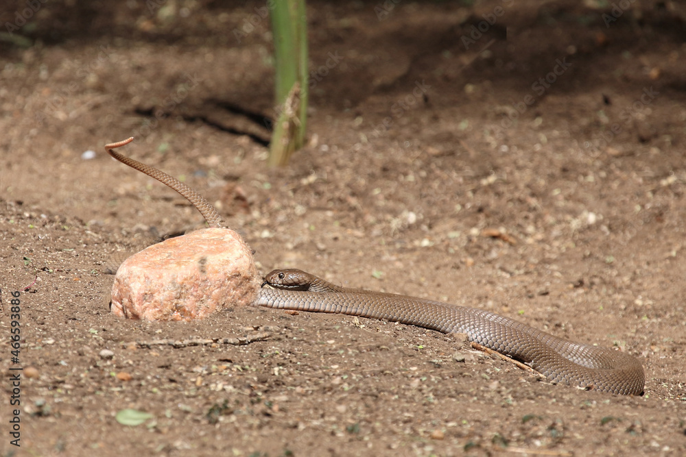 Mosambik-Speikobra / Mozambique spitting cobra / Naja mossambica Mosambik-Speikobra / Mozambique spitting cobra / Naja mossambica
