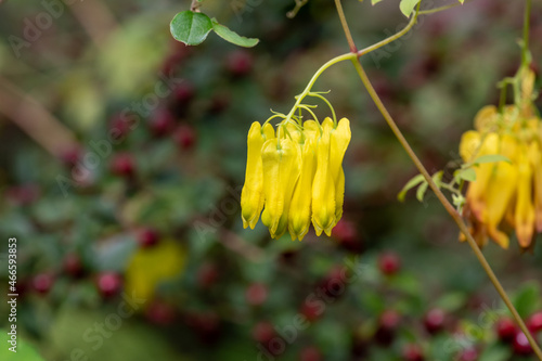 Close up of climbing dicentra (dactylicapnos scandens) flowers