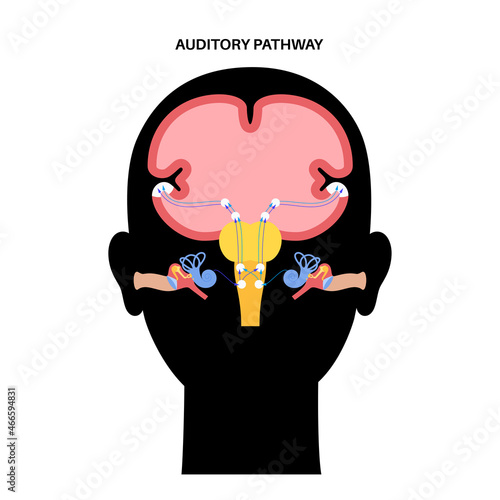 Auditory pathway diagram