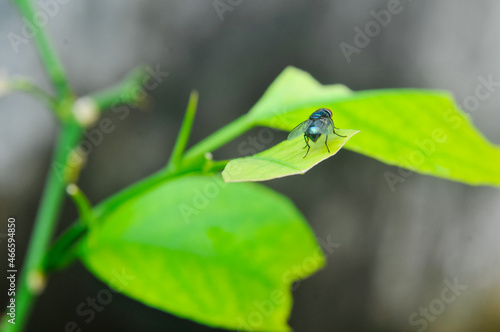 blue fly on a leaf