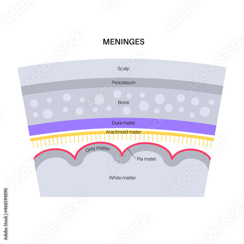 Meninges anatomy diagram
