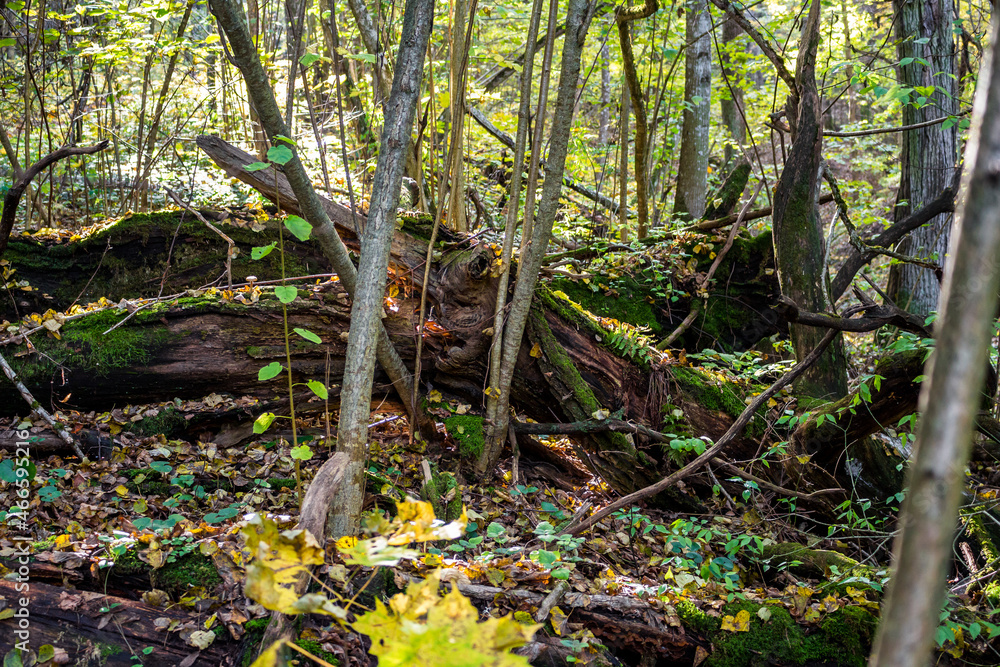 Deadwood covered with green moss in autumn forest Deadwood covered with green moss in autumn forest