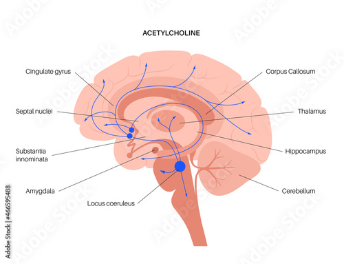 Acetylcholine cholinergic pathway