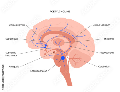 Acetylcholine cholinergic pathway photo