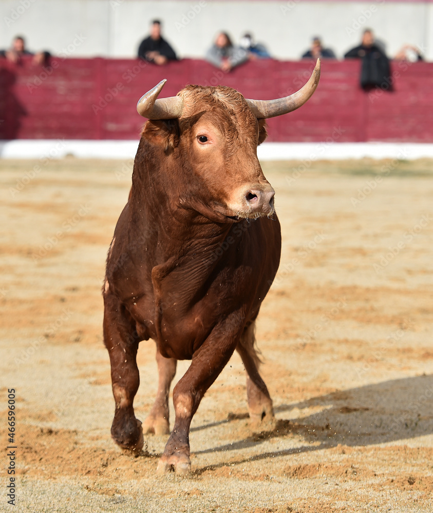 fighting bull wih big horns in spanish bullring fighting bull wih big horns in spanish bullring