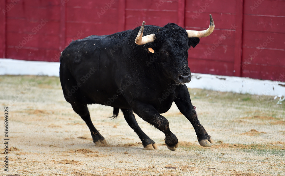 un toro español con grandes cuernos en una plaza de toros durante un espectaculo tradicional de toreo un toro español con grandes cuernos en una plaza de toros durante un espectaculo tradicional de toreo