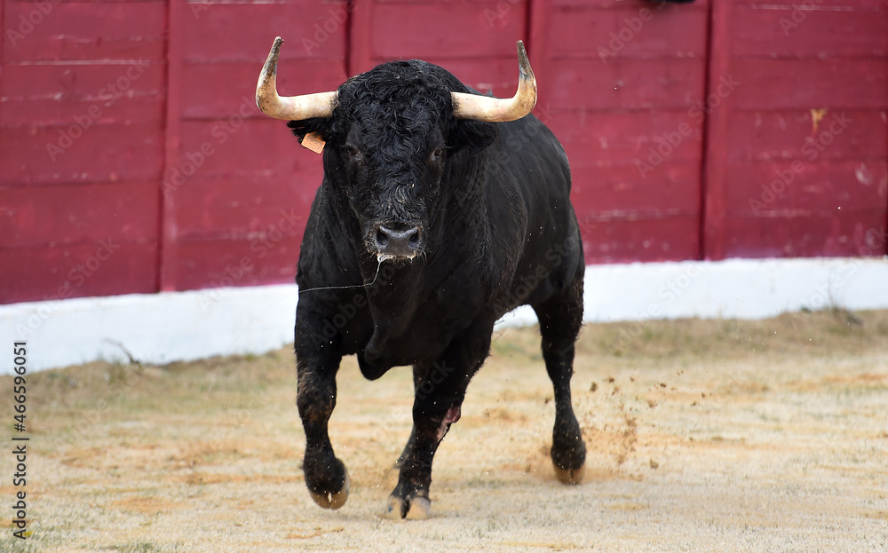 fighting bull wih big horns in spanish bullring fighting bull wih big horns in spanish bullring