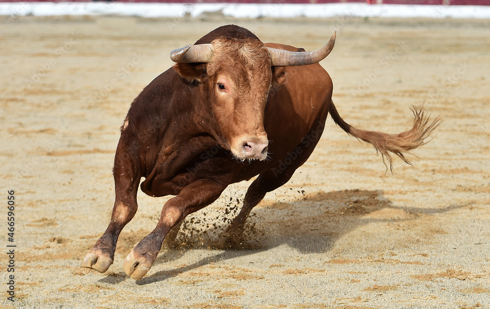 un poderoso toro español en una plaza de toros durante un espectaculo de toreo un poderoso toro español en una plaza de toros durante un espectaculo de toreo