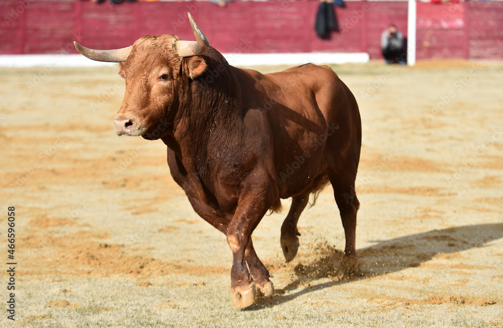 spanish bull in a traditional spectacle of bullfight spanish bull in a traditional spectacle of bullfight
