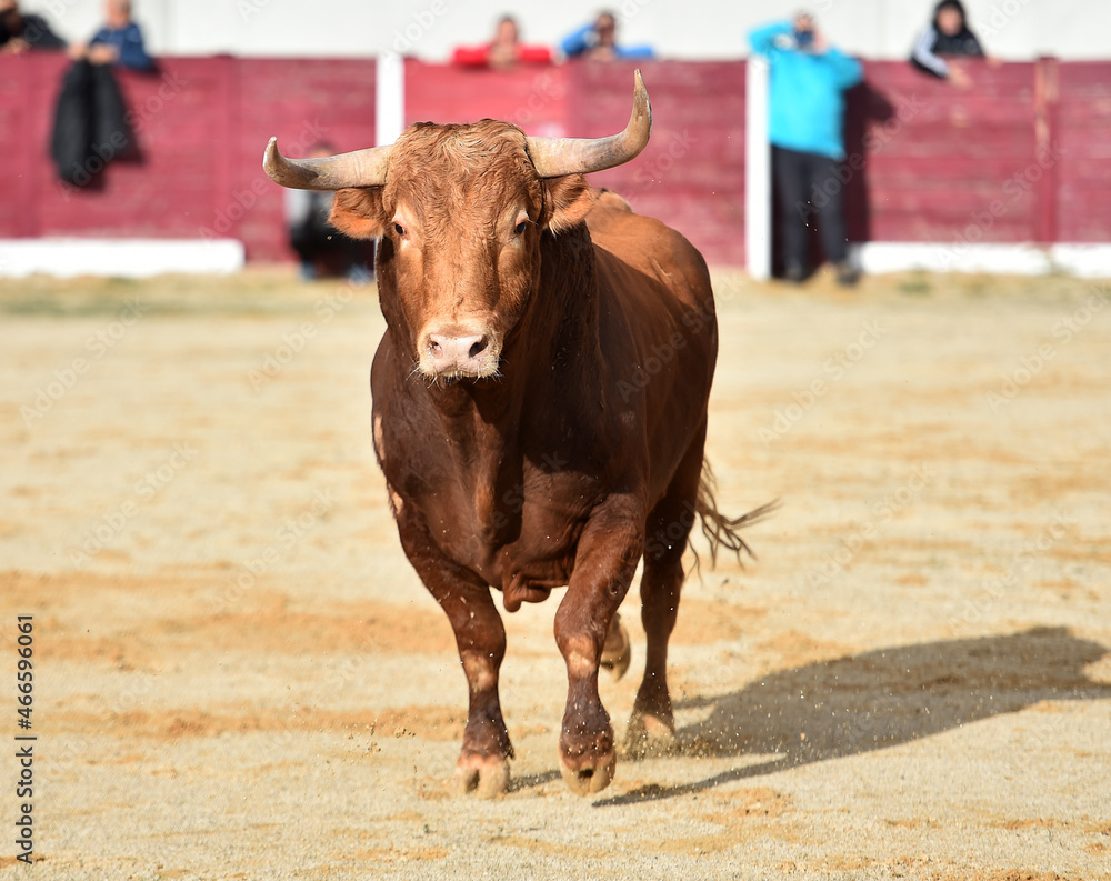spanish bull in a traditional spectacle of bullfight spanish bull in a traditional spectacle of bullfight